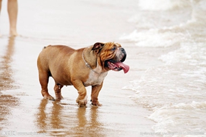 小沙皮狗怎么饲养