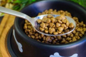 自制犬粮要注意什么