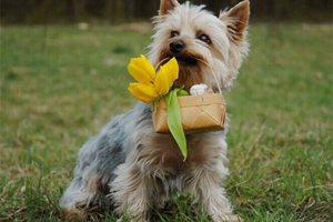 自制犬粮优缺点有哪些