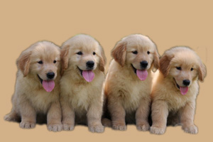 一个多月的小狗怎么养