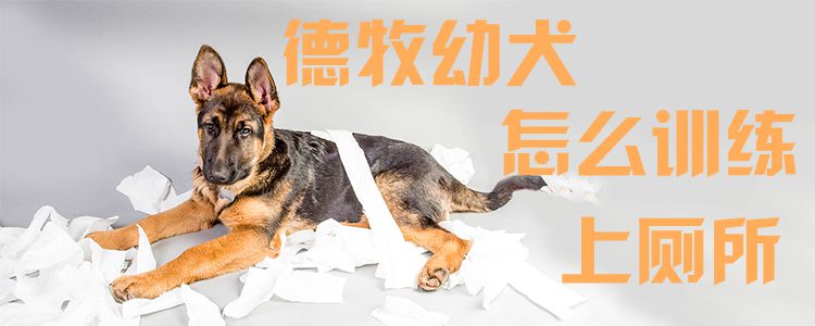 德牧幼犬怎麼訓練上廁所