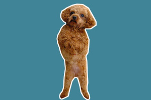 怎么教狗狗罚站