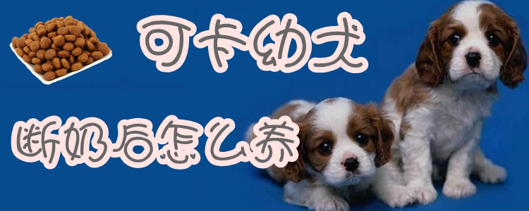 可卡幼犬断奶后怎么养