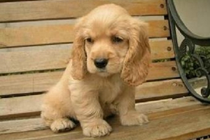 可卡幼犬断奶后怎么养