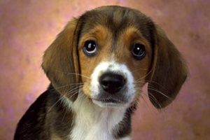 小狗拉稀原因有哪些