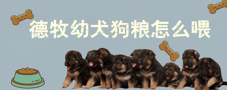 德牧幼犬狗粮怎么喂