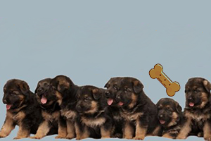 德牧幼犬狗粮怎么喂