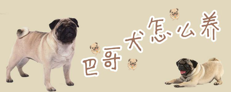 巴哥犬怎么养