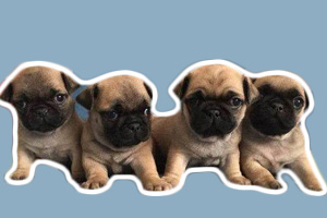 小巴哥犬怎样喂养