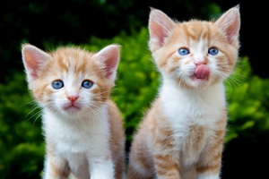 养猫的好处有哪些