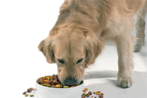 金毛犬吃什么美毛