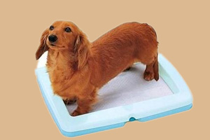 宠物狗怎样训大小便