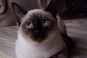 怎么喂养泰国暹罗猫