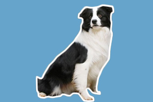 边境牧羊犬怎么养