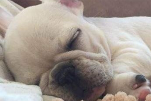 小狗睡觉翻白眼怎么回事