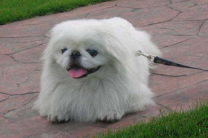 怎么饲养京巴犬