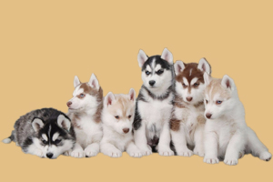 哈士奇饲养方法有哪些