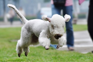 贝林登梗幼犬怎么喂养