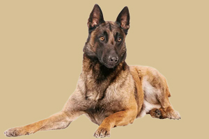 比利时马犬怎么养