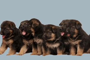 小德牧怎么喂养