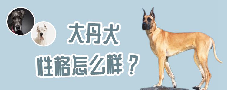 大丹犬性格怎么样