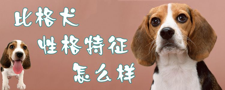 比格犬性格特征怎么样