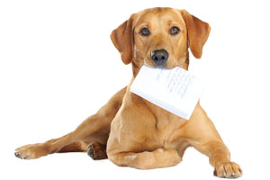 如何训狗不咬人