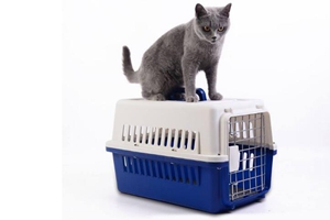 托运宠物猫咪方法是什么