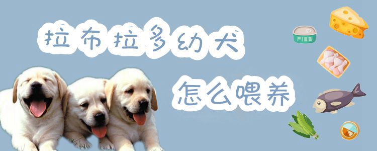 拉布拉多幼犬怎么喂养