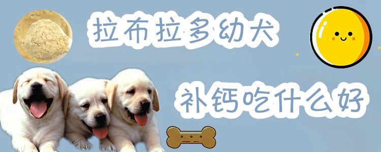 拉布拉多幼犬补钙吃什么好 小可爱宠物网