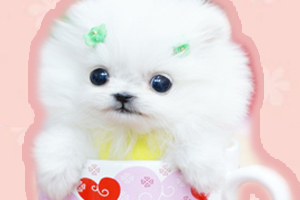 茶杯犬怎么养