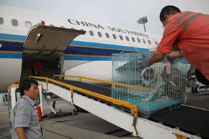 宠物运输流程是怎样