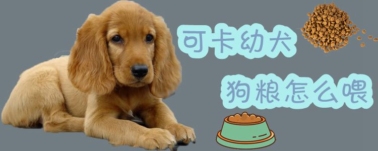 可卡幼犬狗粮怎么喂