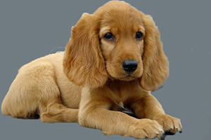 可卡幼犬狗粮怎么喂