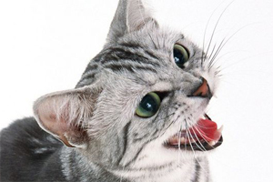 半夜猫叫怎么办