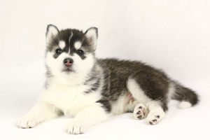 如何挑选哈士奇