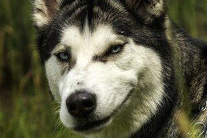 小狗在家随地大小便怎么办