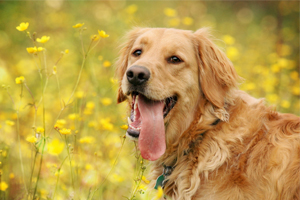 金毛犬怎么训练随行