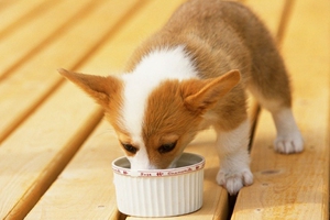 自制狗粮有什么优点