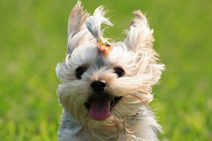 小狗在家疯跑怎么回事