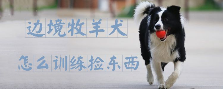 邊境牧羊犬怎麼訓練撿東西