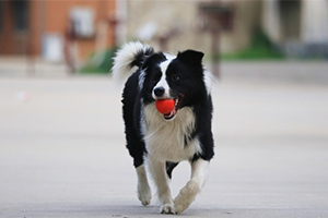 边境牧羊犬怎么训练捡东西