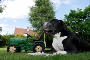 德国大丹犬怎么洗澡