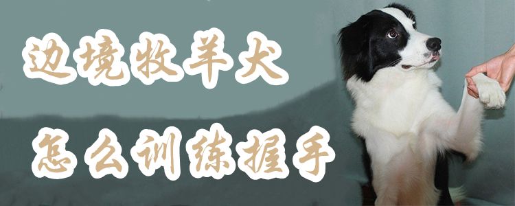 邊境牧羊犬如何訓練握手1