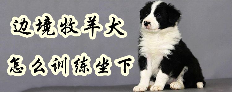 邊境牧羊犬怎麼訓練坐下1