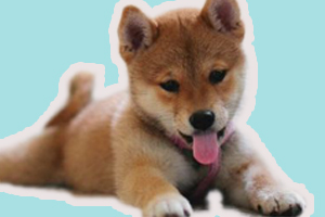 夏天怎么照顾狗狗