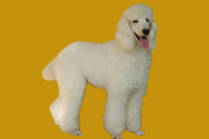 巨型贵宾犬怎么养