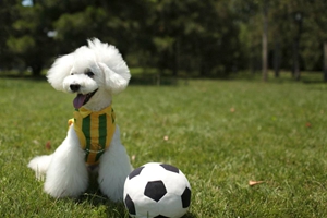 卷毛比熊犬怎么养