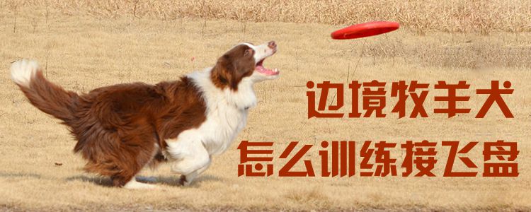 邊境牧羊犬怎麼訓練接飛盤