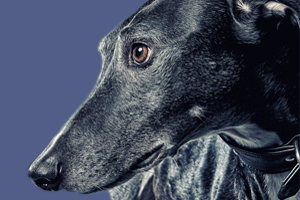 小狗吃什么对毛好